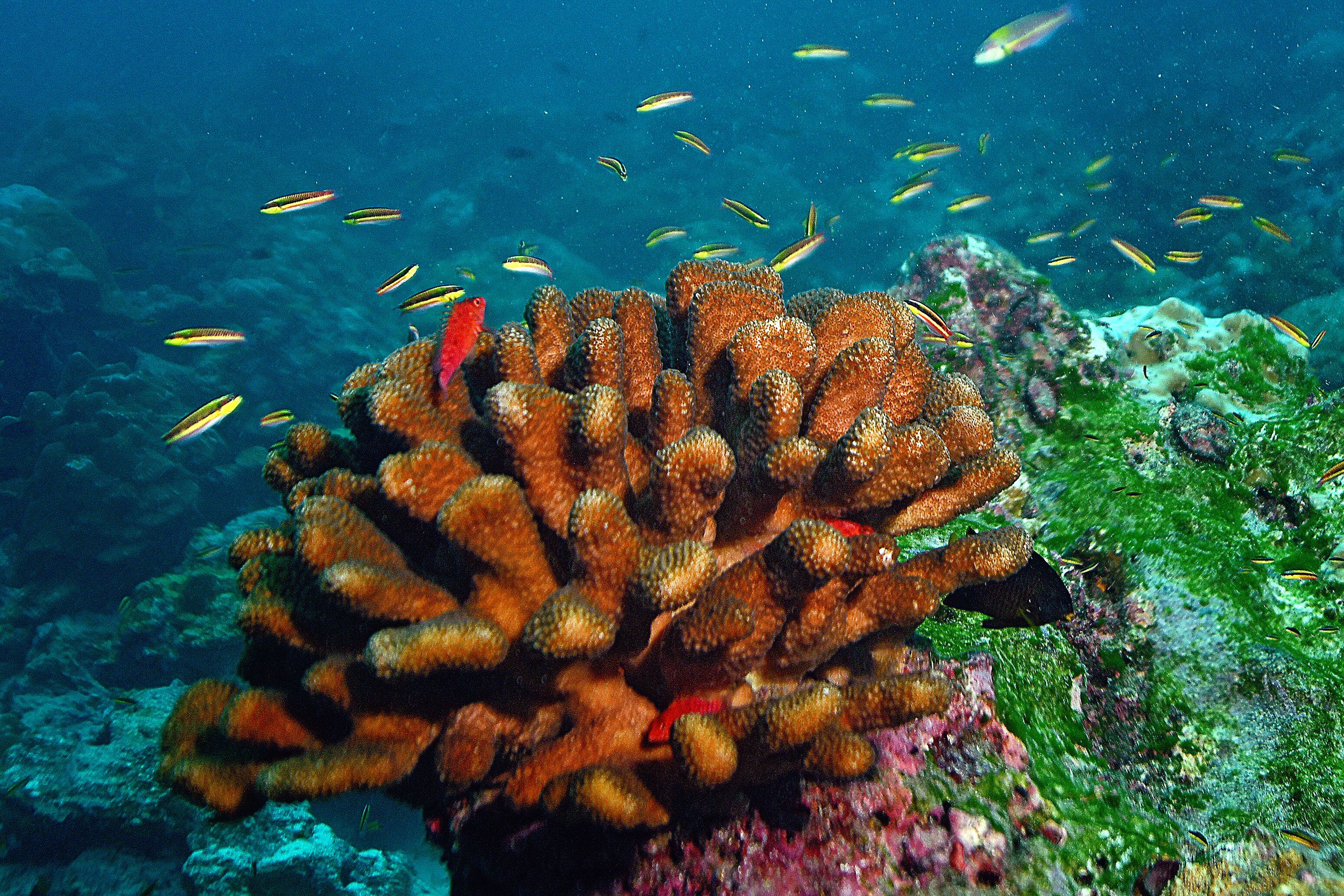 Los corales pueblan el fondo marino en el parque nacional. En medio de sus formaciones hay ecosistemas complejos y fascinantes. 