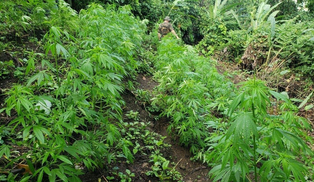 Plantas de marihuana estaban distribuidas en nueve sembradíos, específicamente en Cerro Aguacatal, Cerro Jalisto, Cerro Danta y Pejibaye.
