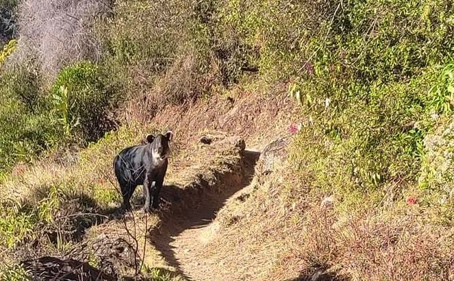 La usuaria de Facebook Karla Ch compartió la foto de una danta que se encontró al lado del sendero principal del Parque Nacional Chirripó. 