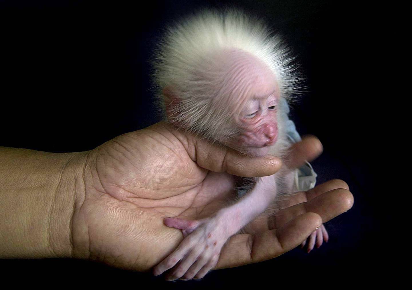 Новорождённые обезьянки