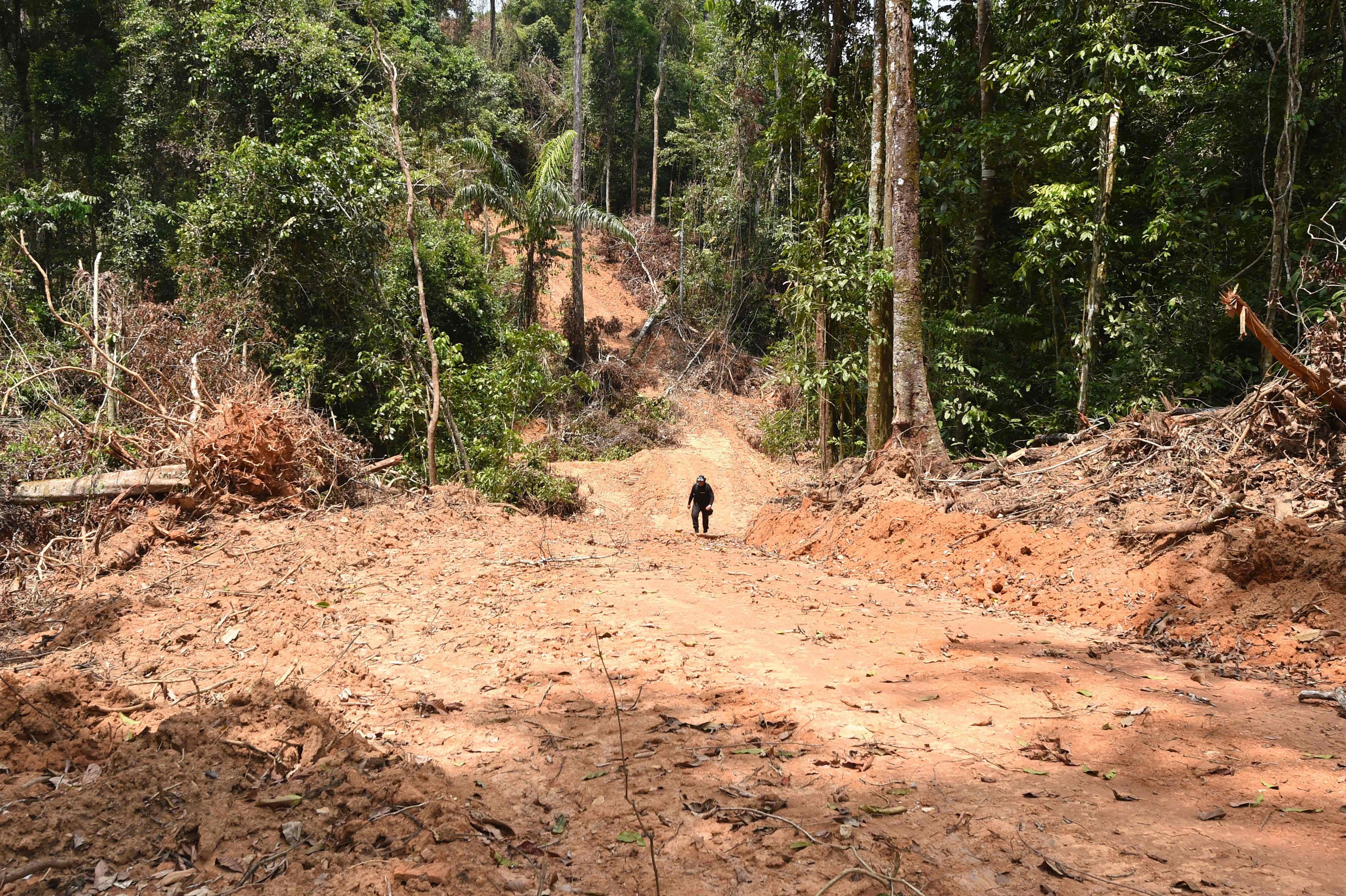 Proteger y conservar las selvas tropicales es crucial, pero para hacerlo necesitamos inversión en Estado de derecho y en nuevos modelos económicos.