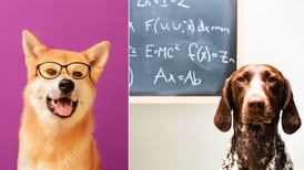 Investigadores buscan a los perros más inteligentes para un importante estudio científico