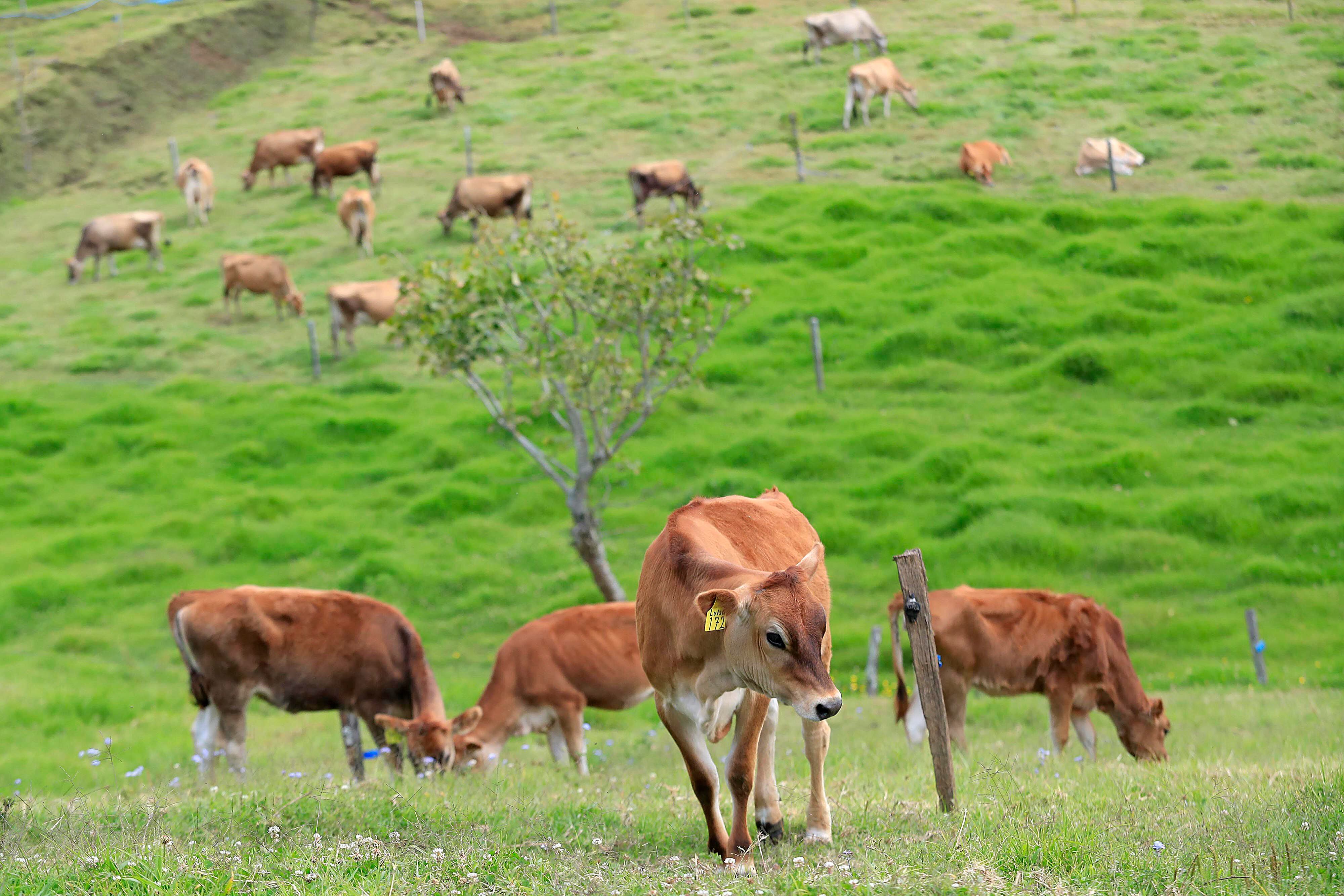 Únicamente en los cantones de Guatuso y Turrubares la mayor parte de los ingresos provinieron de la ganadería en el 2020.