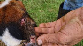 Mascota de familia de Paso Canoas fue el primer caso de gusano barrenador en 23 años