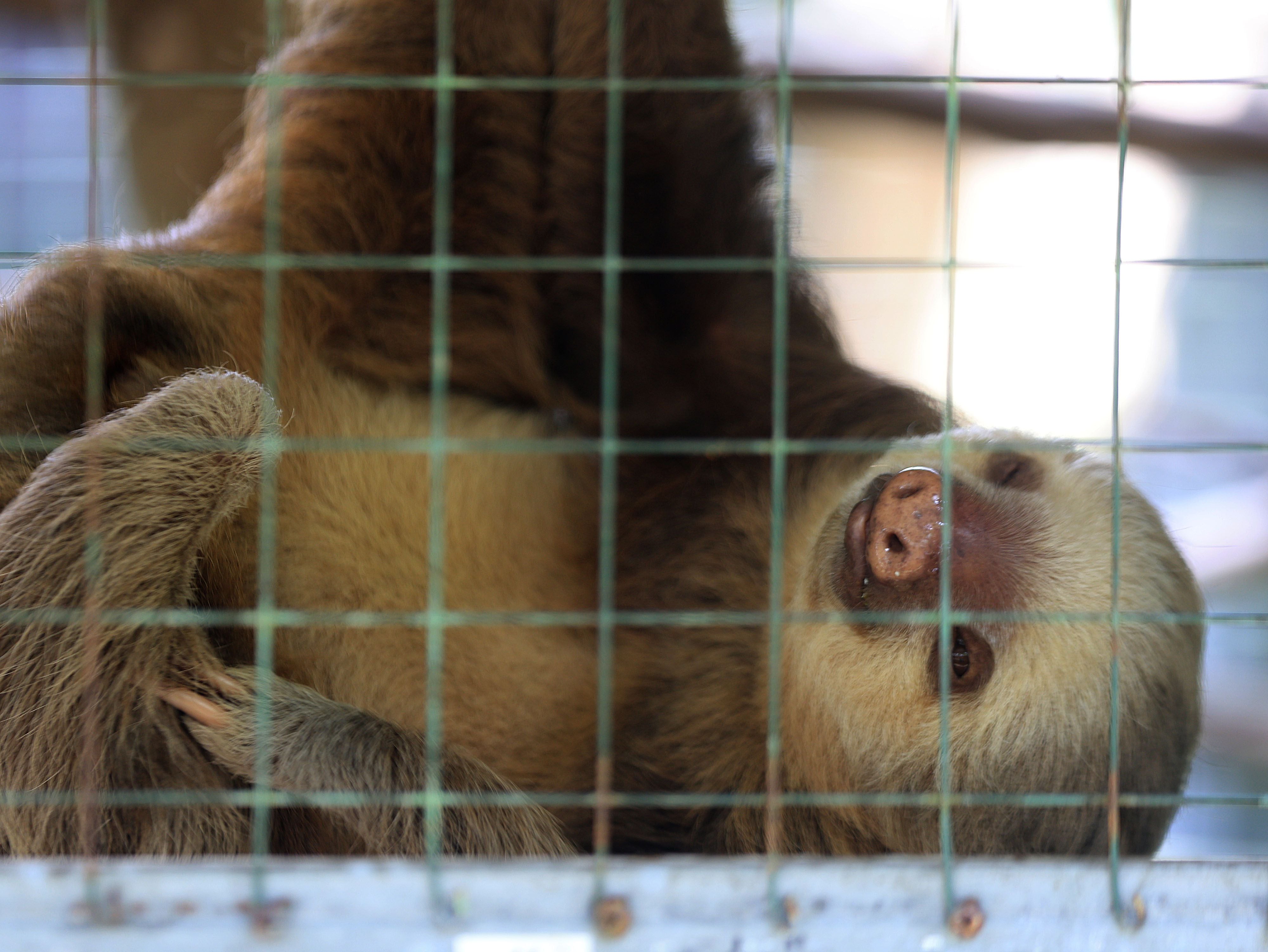 Los perezosos son animales silvestres, no deben ser mascotas. 