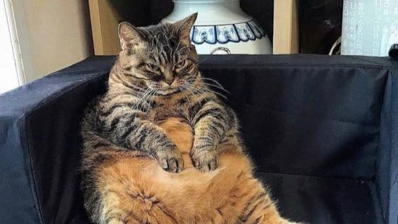 Un estudio revela que los gatos con sobrepeso podrían ser clave para entender la obesidad en humanos debido a similitudes en sus microbiomas intestinales.