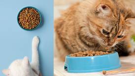 ¿Por qué los gatos piden comida cuando sus platos aún están llenos?