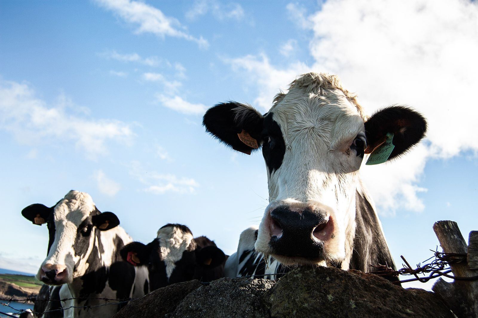 Ejemplares de ganado lechero de las razas Holstein y Jersey serán exhibidos en la Expo Leche 2024 que se desarrollará del 29 de mayo al 2 de junio en Cartago. Foto Cortesía.