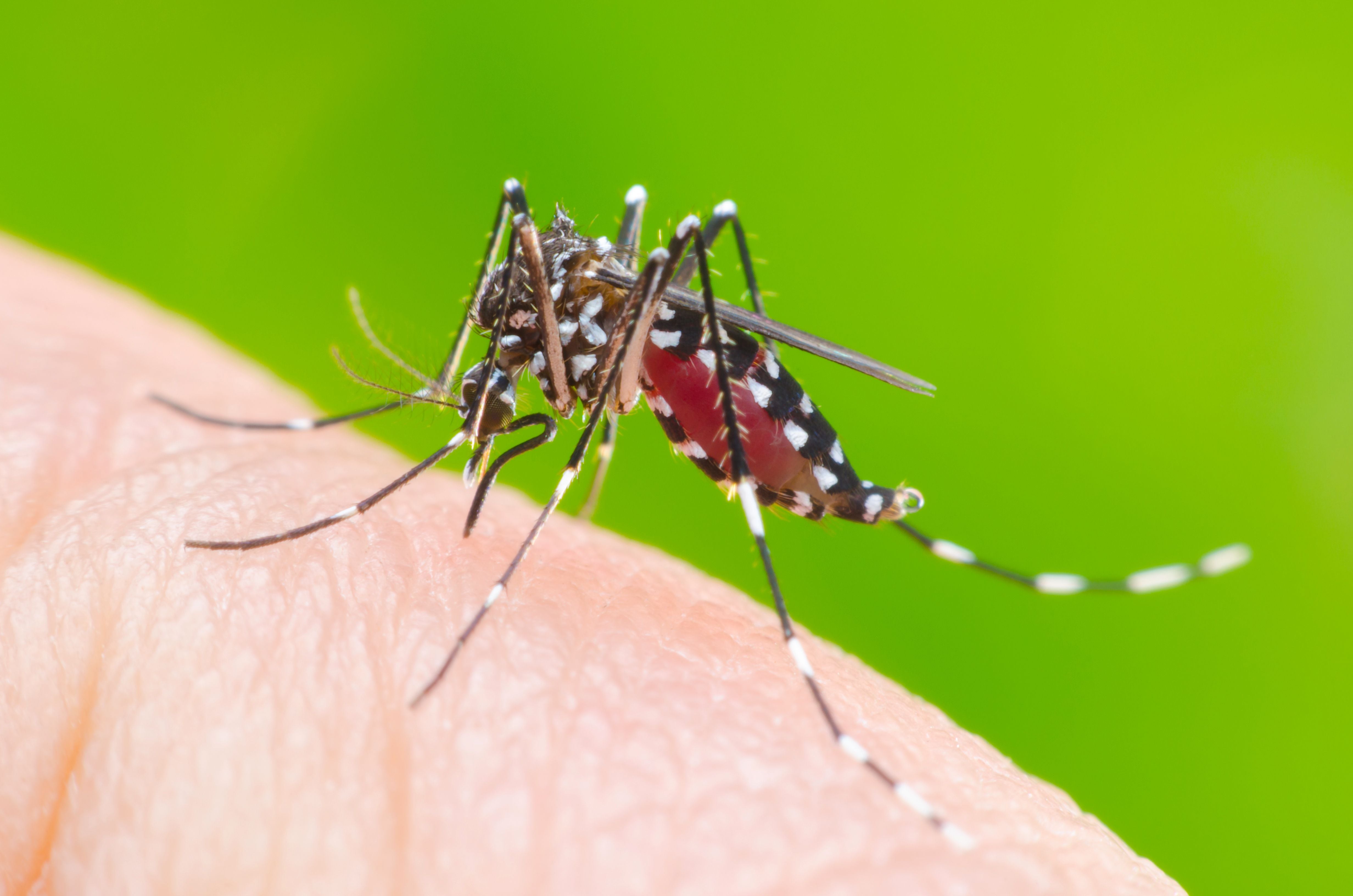 El dengue es una enfermedad transmitida por el zancudo Aedes aegypti, que también transmite otros males como zika o chikungunya.