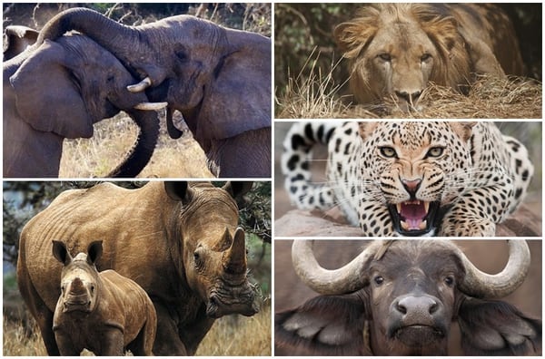 Resultado de imagen de animales africa