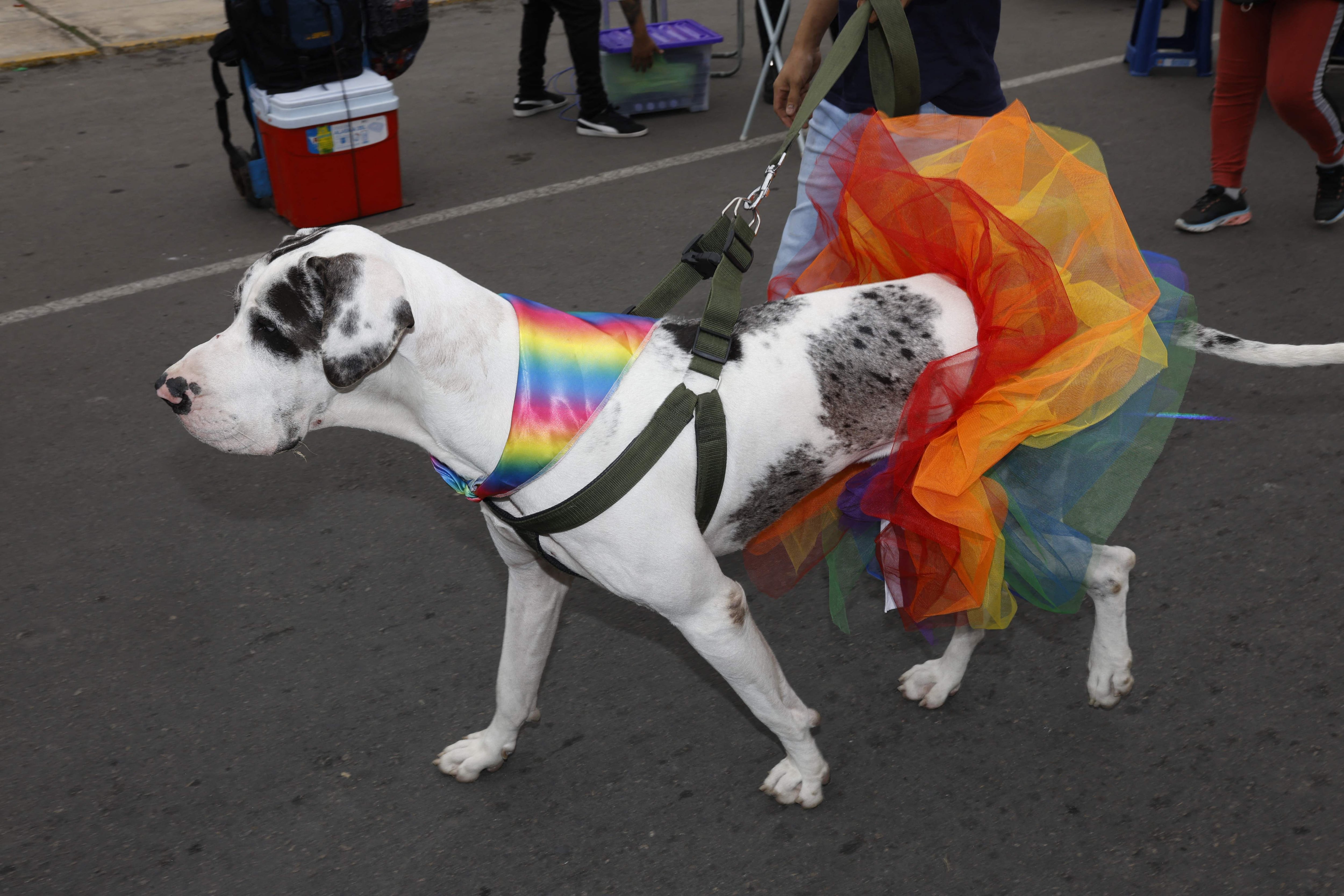 Hasta las mascotas se suman a esta celebración internacional, como lo hizo este pequeño perro vestido con los colores del orgullo en la marcha que se hizo en Lima, Perú.
