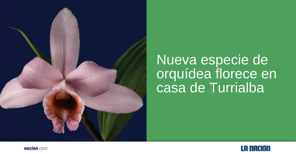 Nueva especie de orquídea florece en casa de Turrialba | La Nación