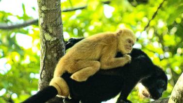 El misterio de los monos congos dorados de Costa Rica