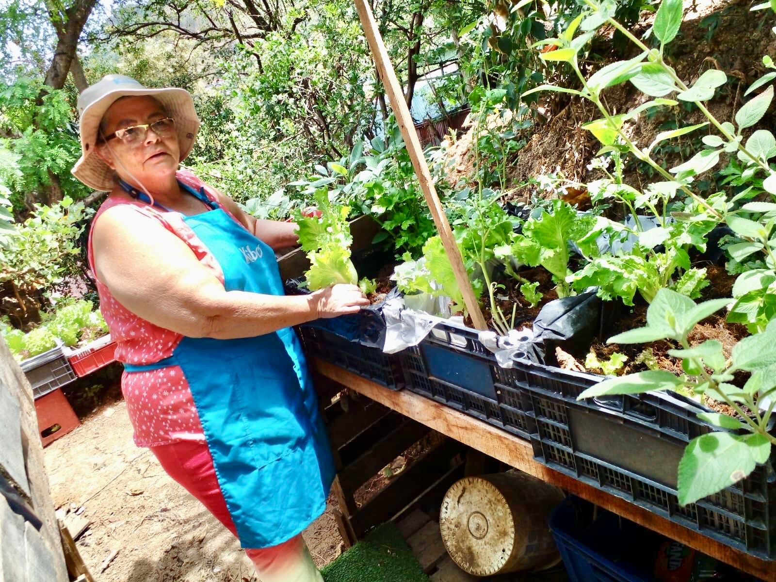 Aunque el espacio que tiene para su huerta es pequeño, Jeannethe Marín, vecina de Río Azul, se las ha ingeniado para maximizar el lugar y sembrar diferentes productos. Foto: Cortesía