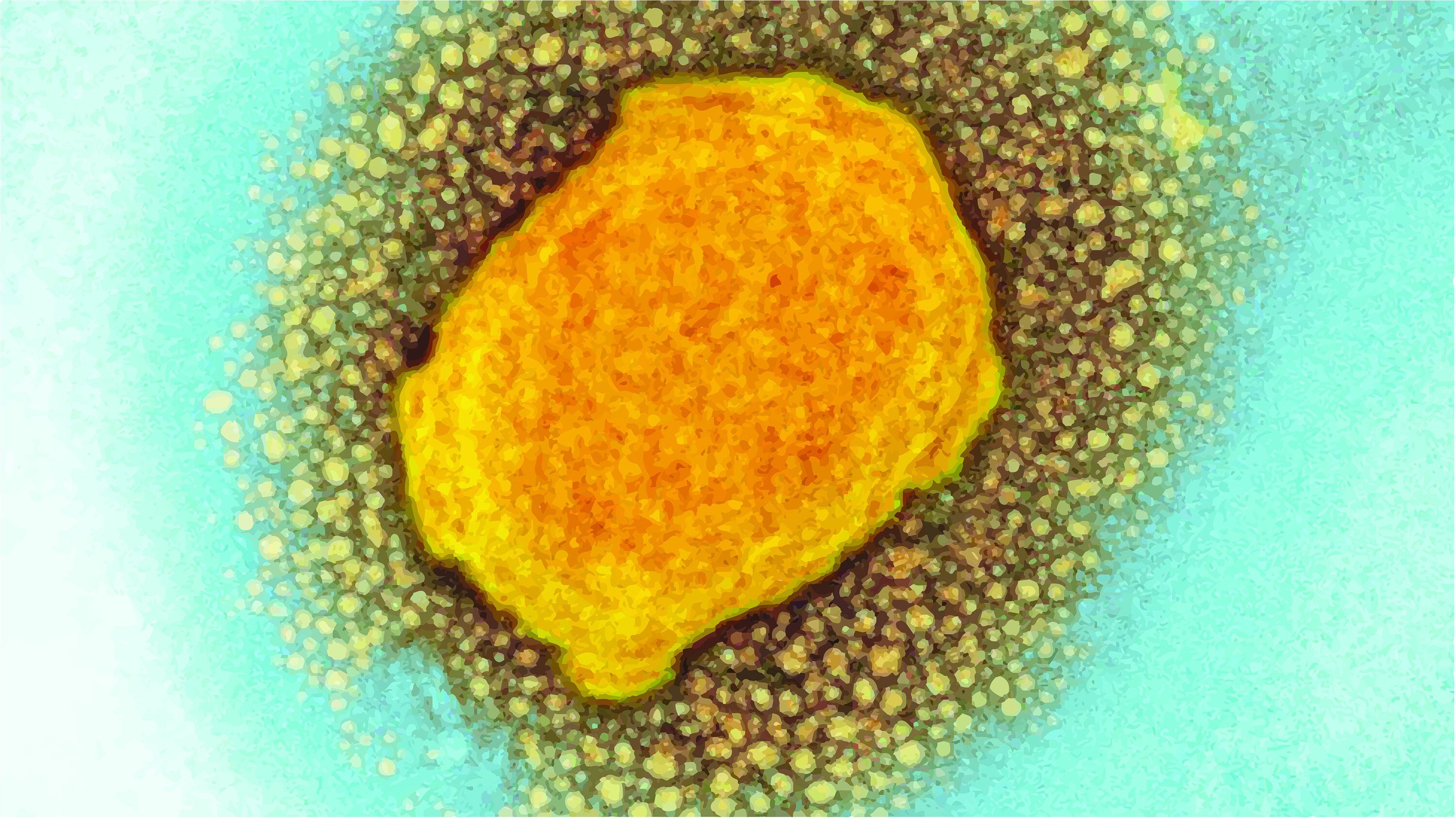 Esta imagen representa la primera secuencia genómica del virus de la viruela del mono.

Fotografía: Shutterstock