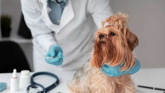 Los perros geriátricos necesitan atención especializada para gestionar adecuadamente problemas de salud.