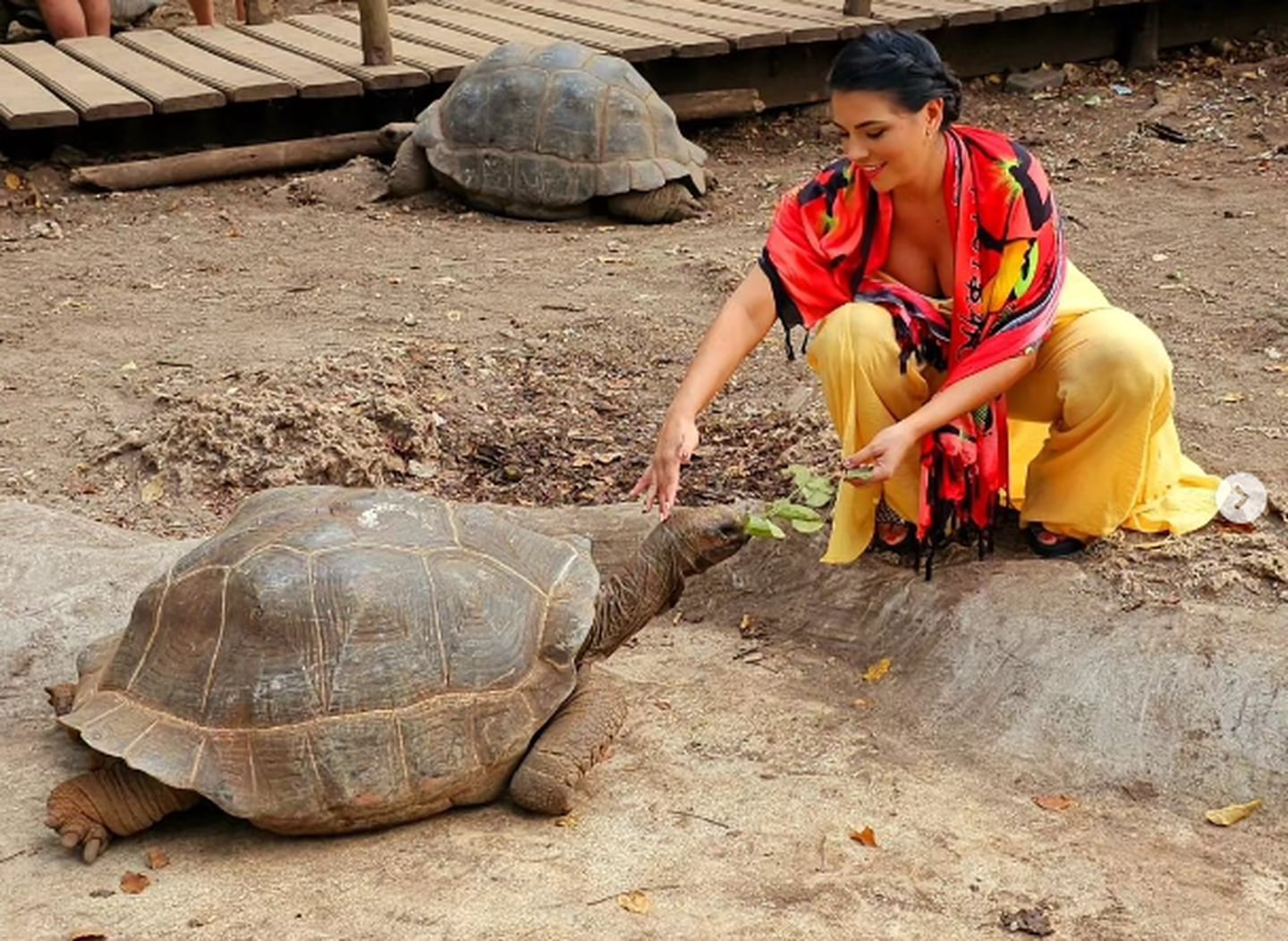 Natalia Rodríguez conoció a las tortugas gigantes, una especie originaria de la Isla Seychelles, en Tanzania.