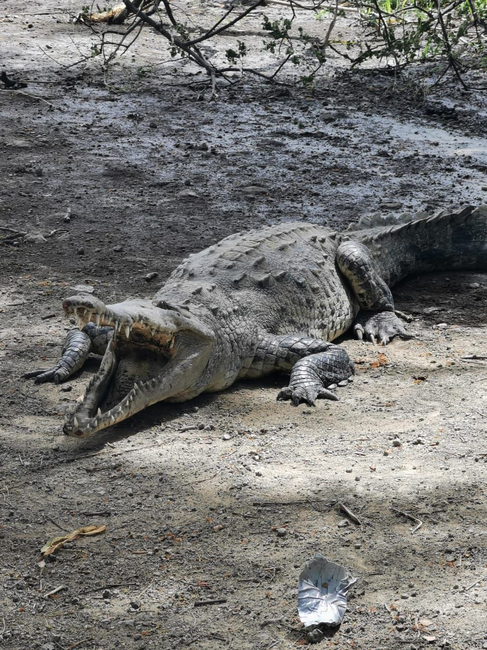 Autoridades usan dron en la búsqueda de niño atacado por cocodrilo | La  Nación