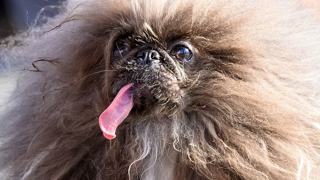 Perro pekinés gana título de ‘más feo del mundo’ 