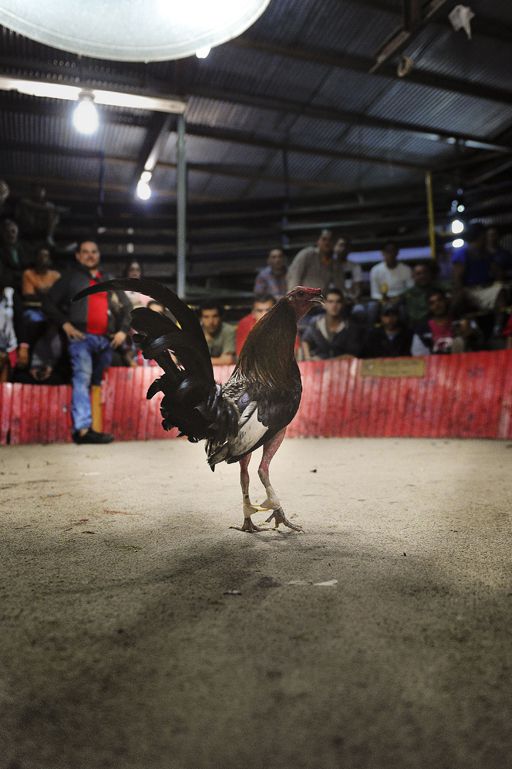 Gallos de pelea: una historia de tradición y violencia | La Nación