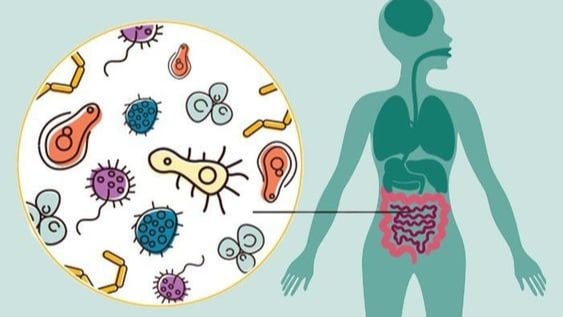 Aprenda cómo cuidar su flora intestinal con recomendaciones de expertos en nutrición y descubra los síntomas de una microbiota dañada.