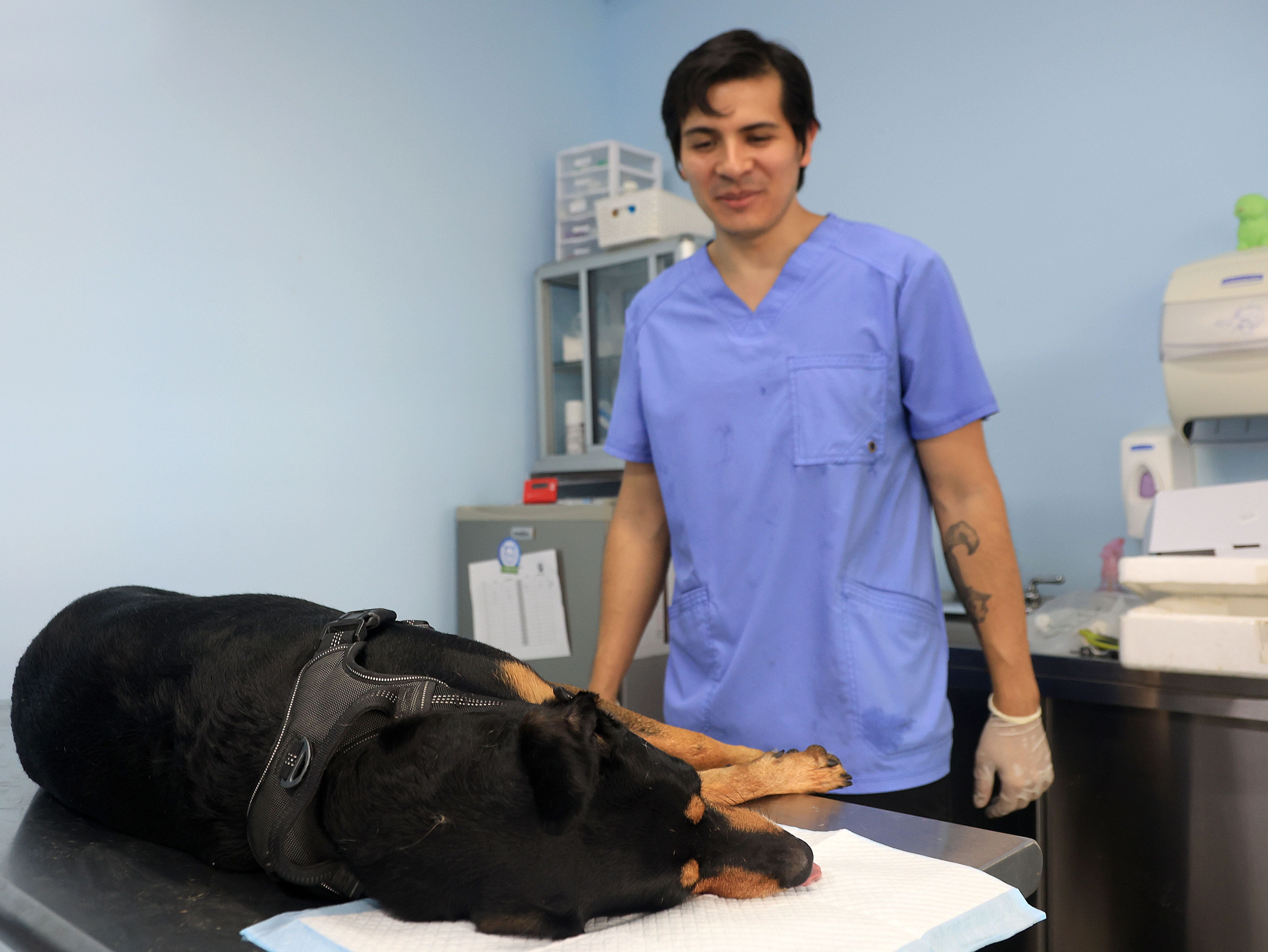 El doctor Diego Fernández trata a los perritos con mucho amor. 