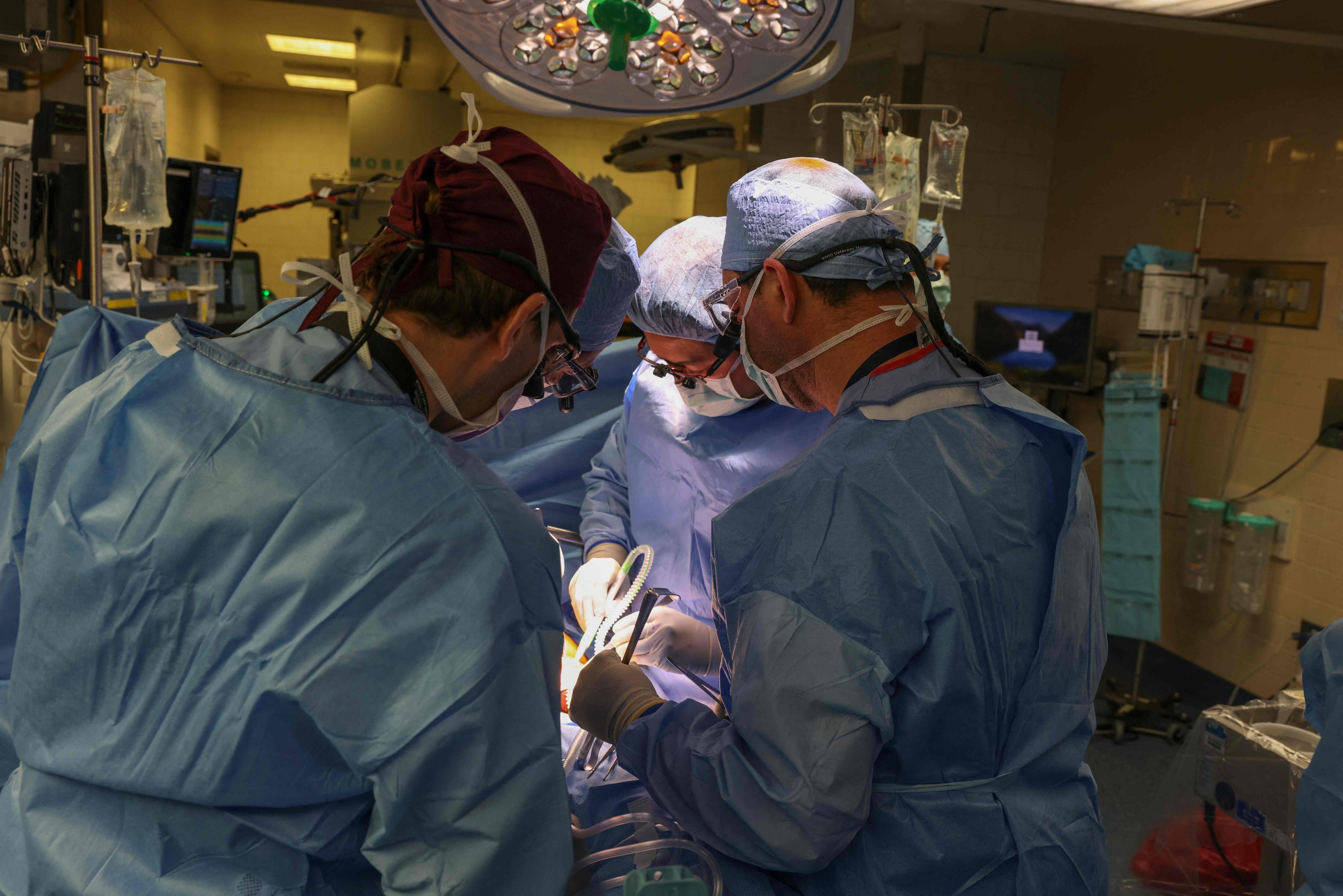 Un equipo de cirujanos trasplantó con éxito por primera vez un riñón de cerdo a un paciente vivo. La operación de cuatro horas de duración se llevó a cabo el 16 de marzo en un hombre de 62 años que padecía de enfermedad renal terminal. (Foto de Michelle ROSE / Massachusetts General Hospital / AFP) 