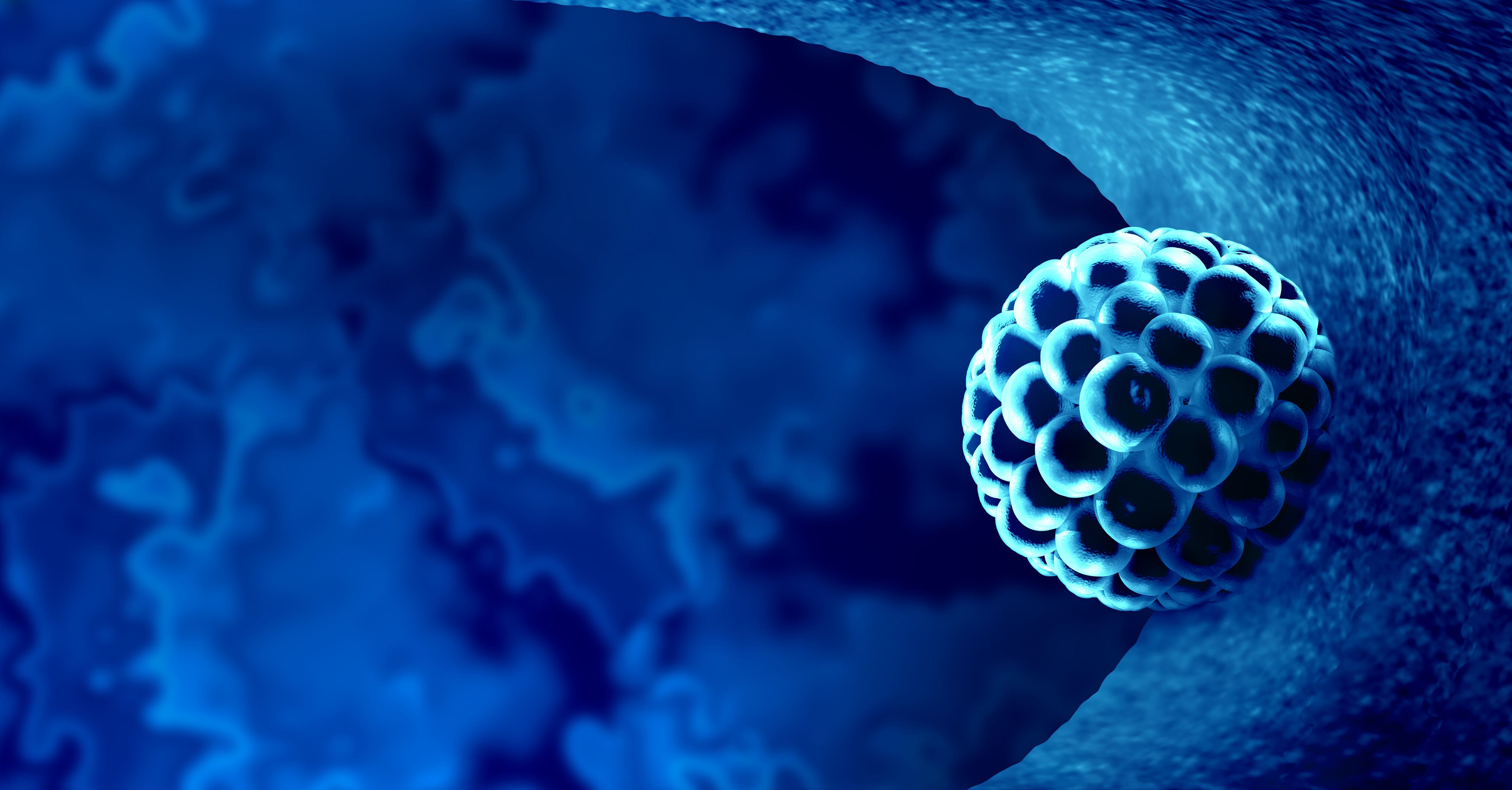 Este es un blastocisto, la etapa del embrión que se da aproximadamente cinco días después de la gestación. Es el que se coloca en el útero de la mujer durante una fecundación in vitro (FIV).

Imagen: Shutterstock