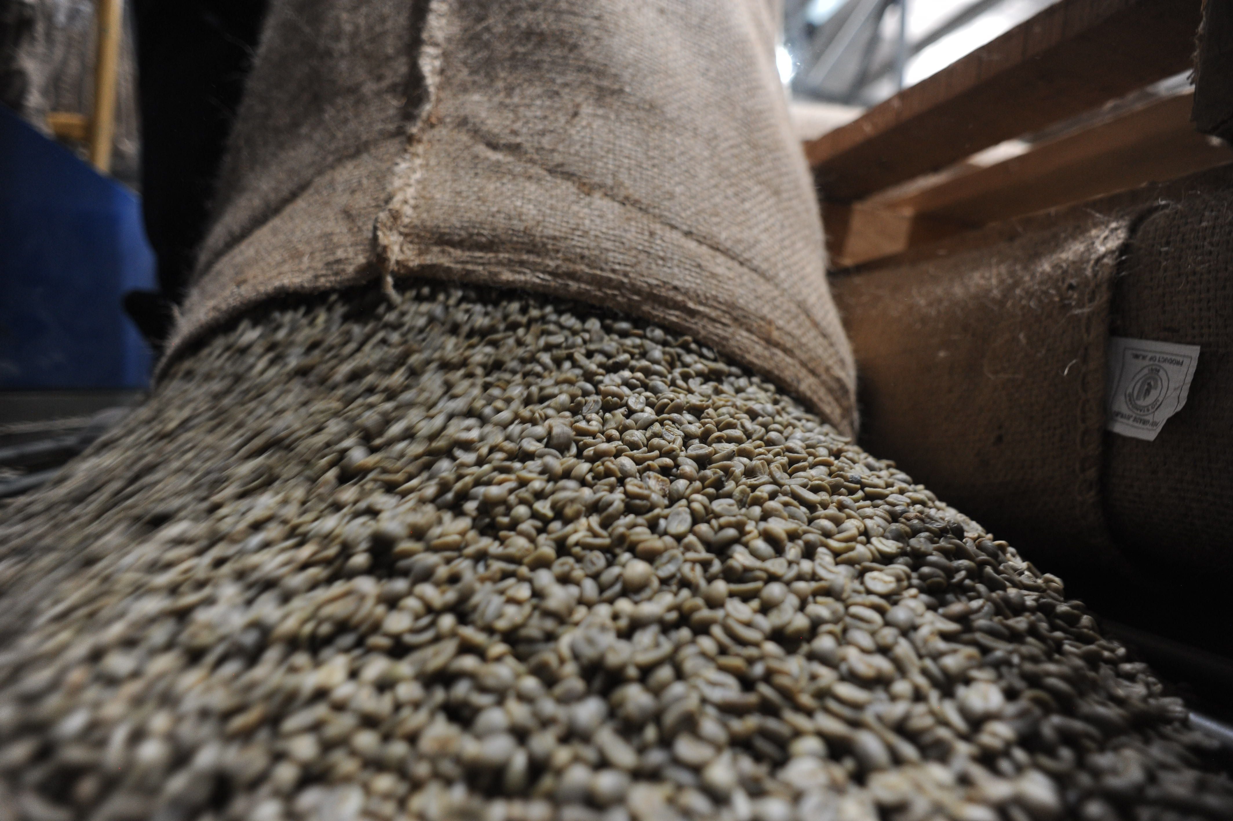 La tendencia de alza de precios internacionales encontró a Costa Rica con el 80% de la cosecha ya comercializada. Según el Instituto del Café de Costa Rica (Icafe), la producción del 2023-2024 se estima en 1,67 millones de fanegas.