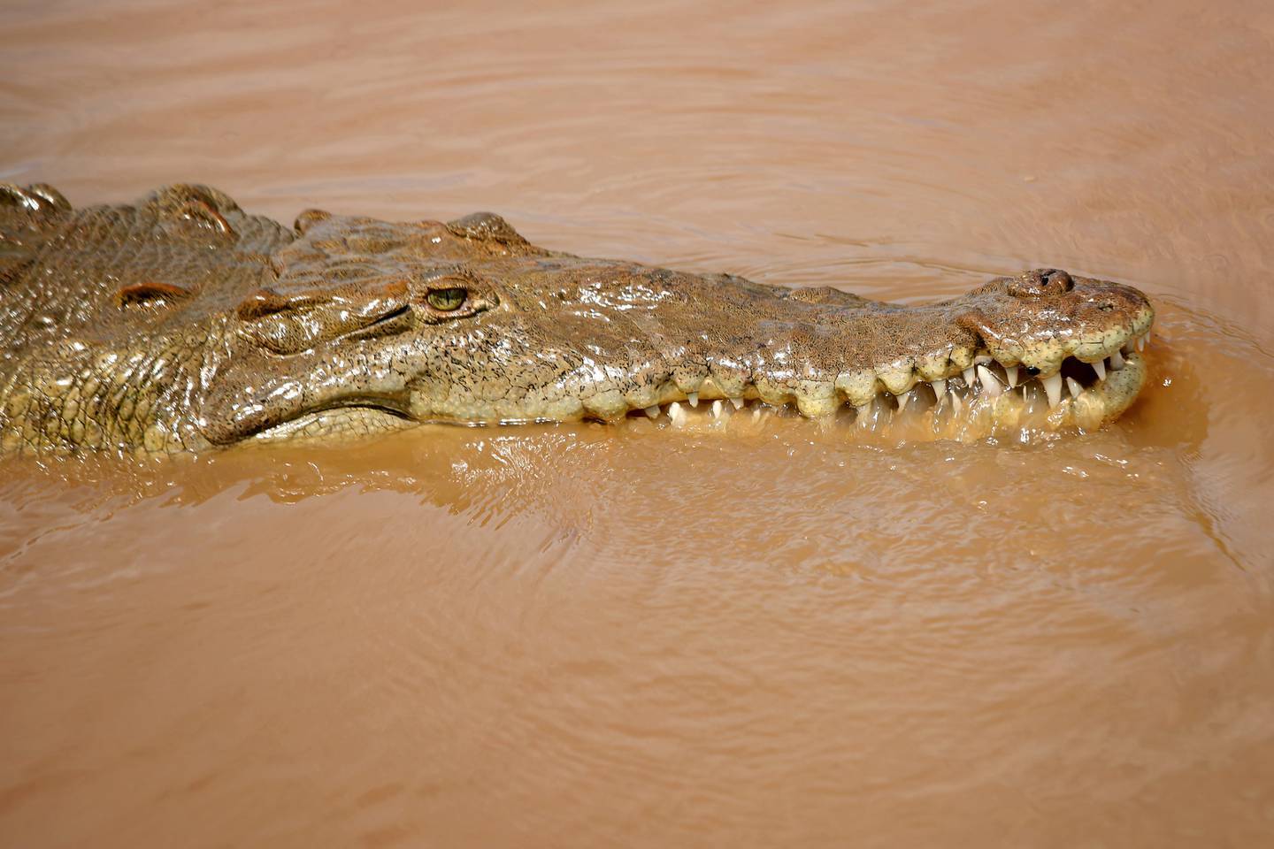 Sinac urge respetar el hábitat natural de los cocodrilos para evitar  ataques mortales | La Nación