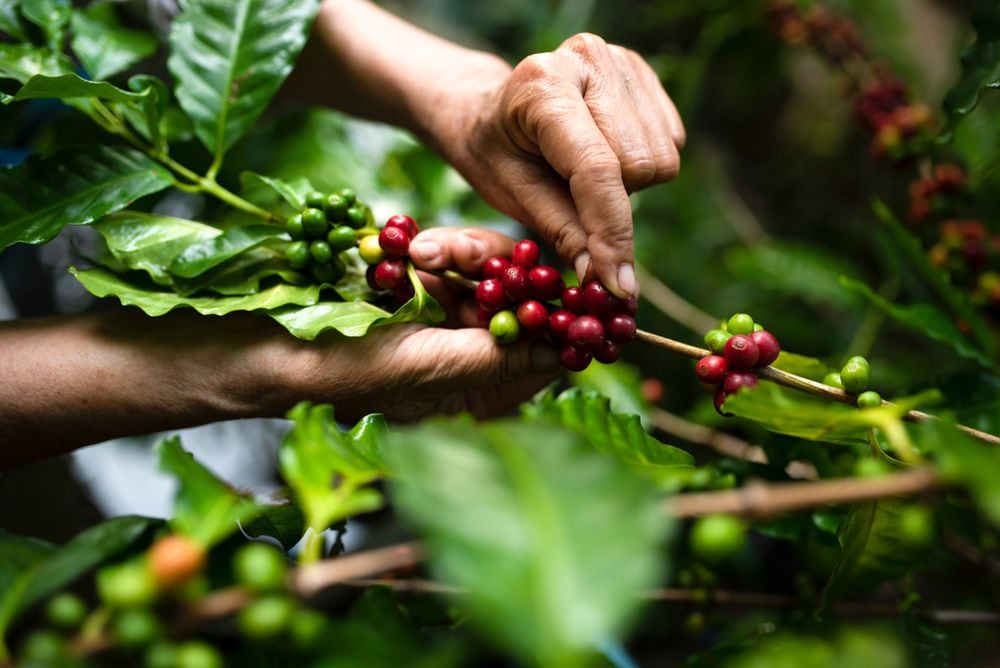 Mayor producción en Brasil presiona precios del café a la baja