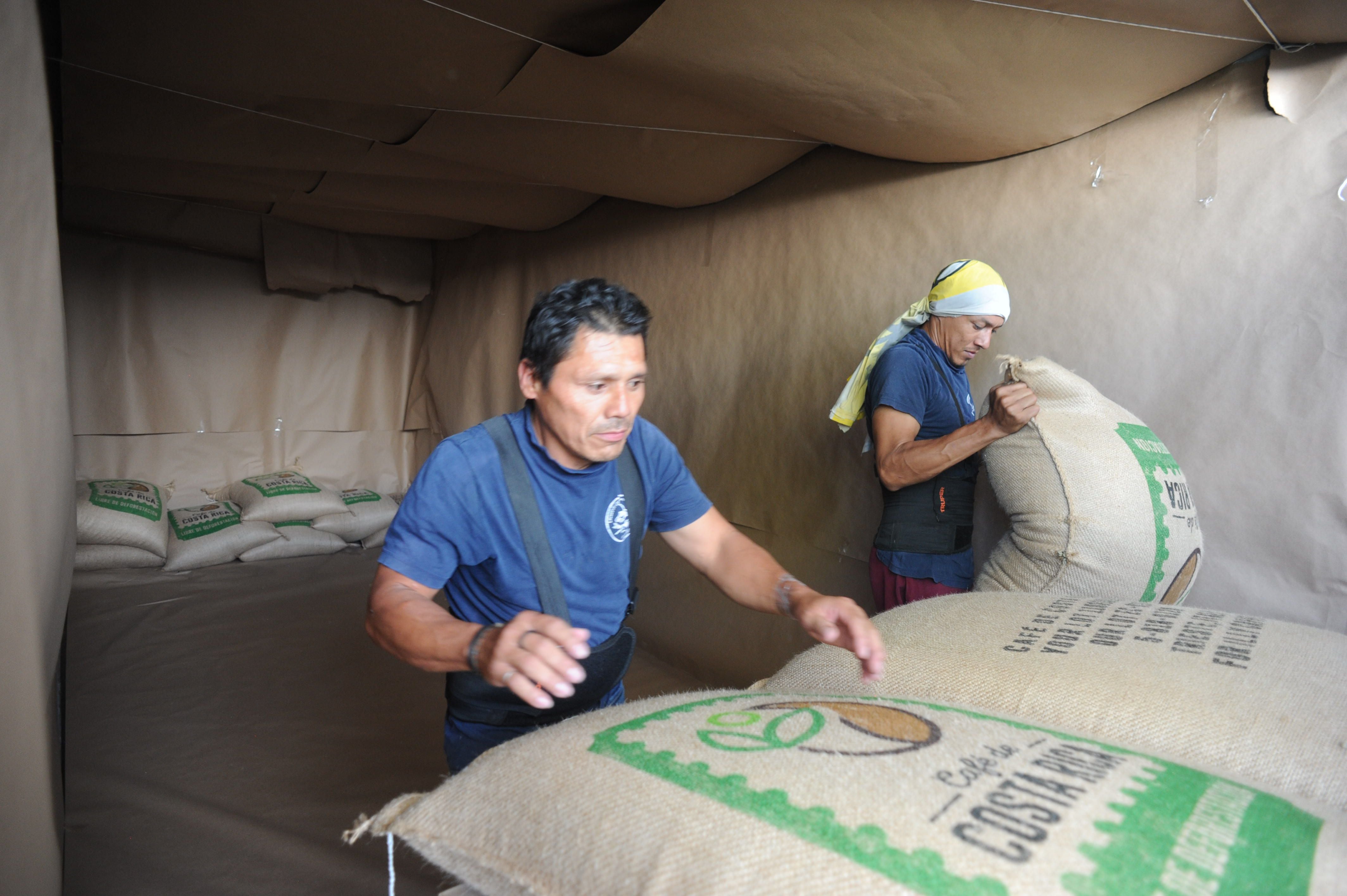 Costa Rica concretó la primera exportación de café, declarada libre de deforestación, en marzo pasado, como parte de un proyecto piloto. Foto: Jorge Navarro