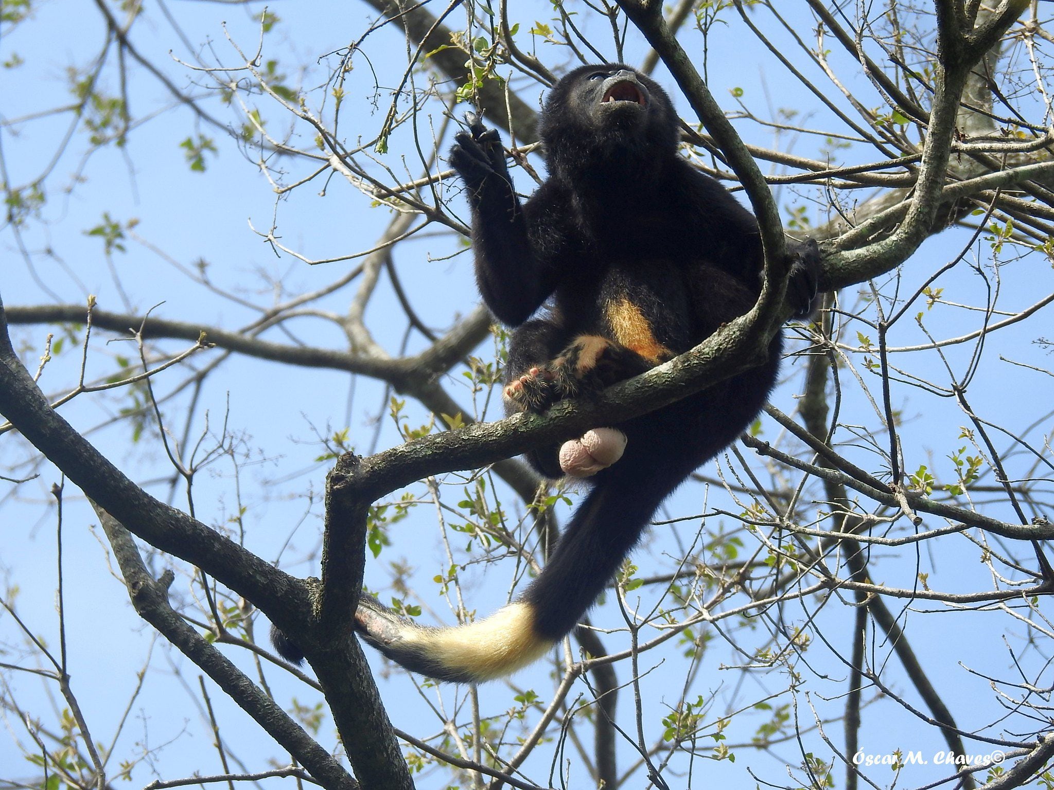 En una finca en Santa Cruz (Guanacaste) se encontraba en junio del 2021 este mono aullador macho adulto, el cual tiene pigmentación anómala en la cola y las dos patas. Formaba parte de un grupo con unos 20 individuos.