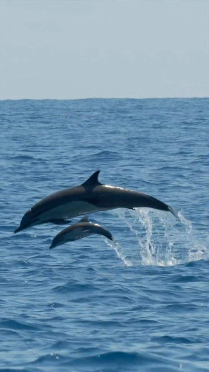 (Video) National Geographic publica conmovedor video de delfín y su cría saltando en aguas de Costa Rica