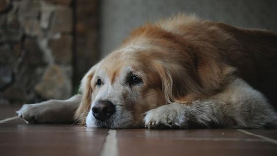 Los perros mayores requieren atención especializada para mantener su vitalidad y bienestar.