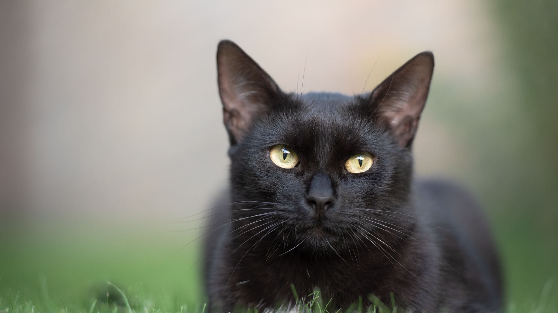Rodeados de mitos, los gatos negros son de los animales más misteriosos de todos.