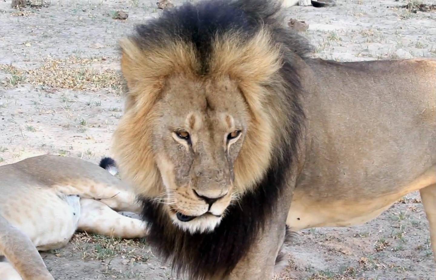 Zimbabue restringe la caza de elefantes, leones y leopardos tras la muerte  del león Cecil | La Nación