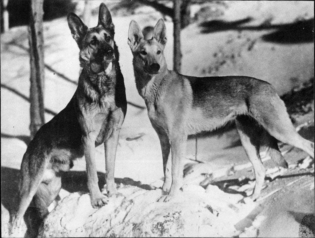 Strongheart (a la izquierda) fue la primera estrella canina del cine. El pastor alemán nació y fue criado en 1917 en lo que hoy es Polonia. Participó en filmes de cine mudo como 'North Star' (de 1925) y junto a Rin Tin Tin hizo popular a la raza. Falleció en 1929 en Estados Unidos. Foto: IMDb
