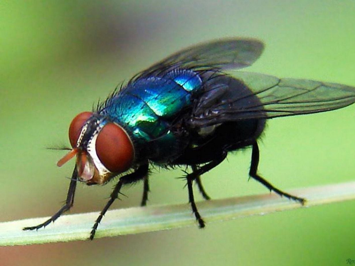 Todo sobre la mosca del gusano barrenador: Características y prevención