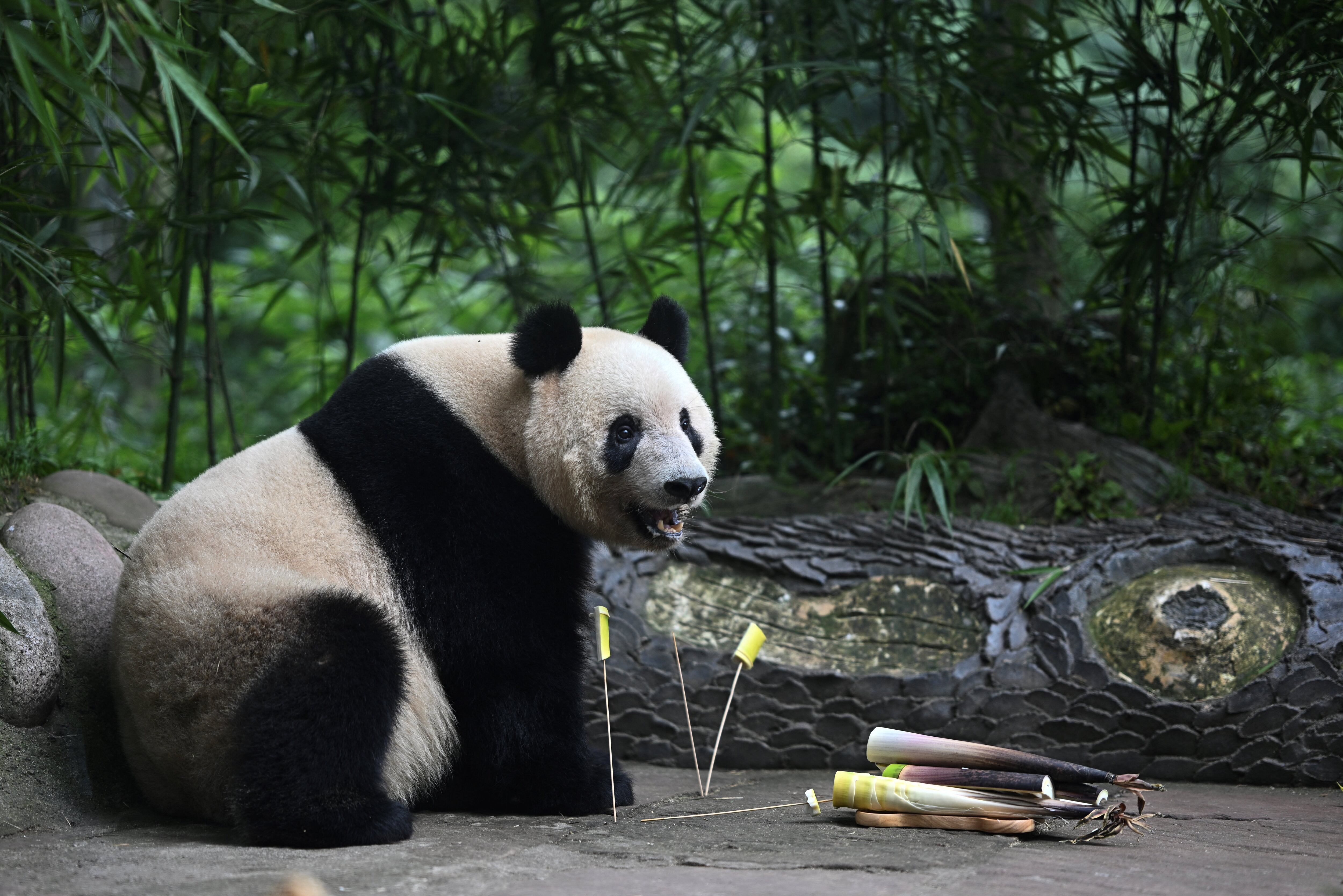 Otros tres pandas de Washington regresarán en noviembre a China. Foto: AFP.