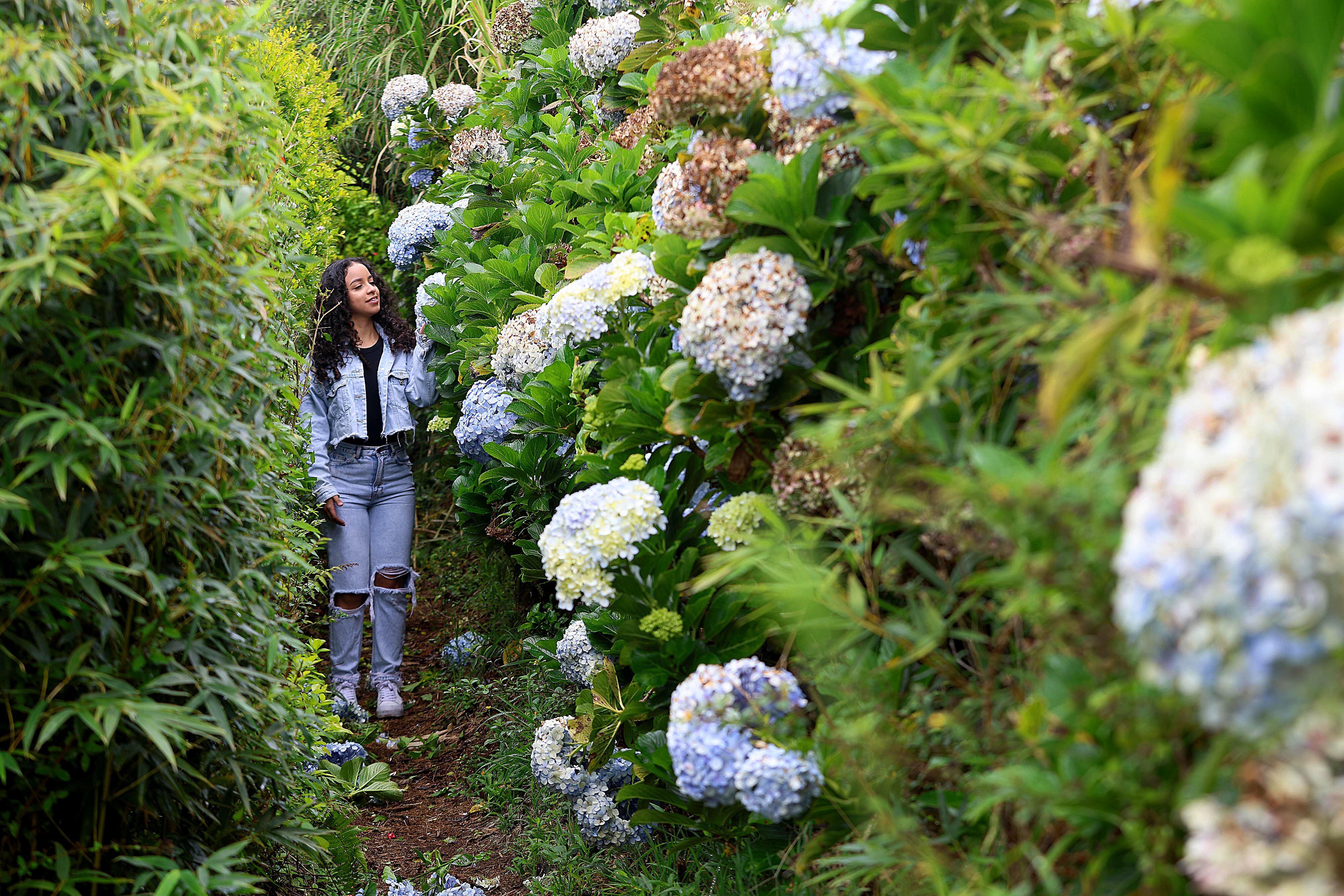 Usted no se puede ir sin haber visto el jardín de hortensias. 