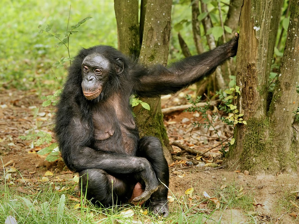 chimpanzee vs bonobo table