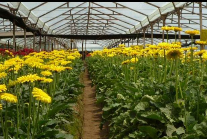 Oferta de flores para San Valentín cae en Costa Rica por reducción de  cultivos | La Nación