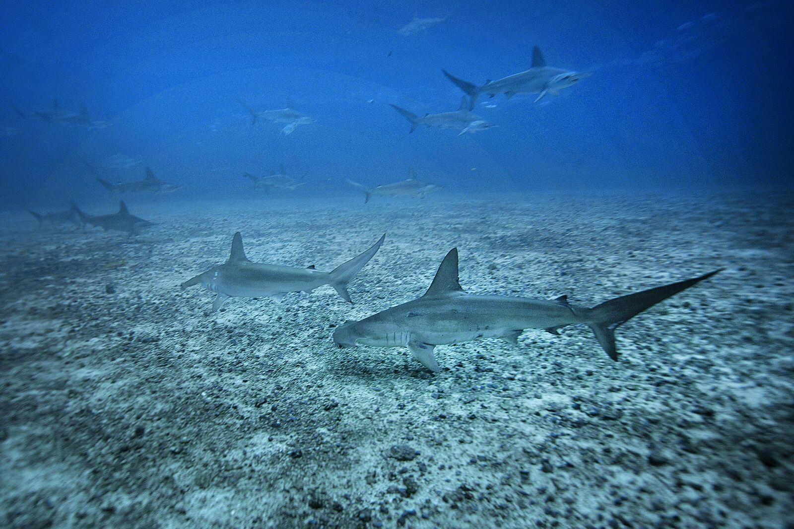 Los tiburones martillo suelen nadar en grupos. Estos se pasean cerca de los buzos sin inmutarse. 