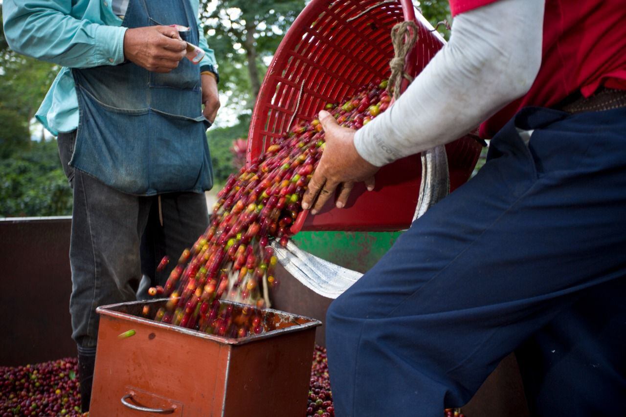 El proyecto de ley aprobado reconoce la necesidad de la mano de obra extranjera, en Costa Rica, para las labores agrícolas. Foto: 