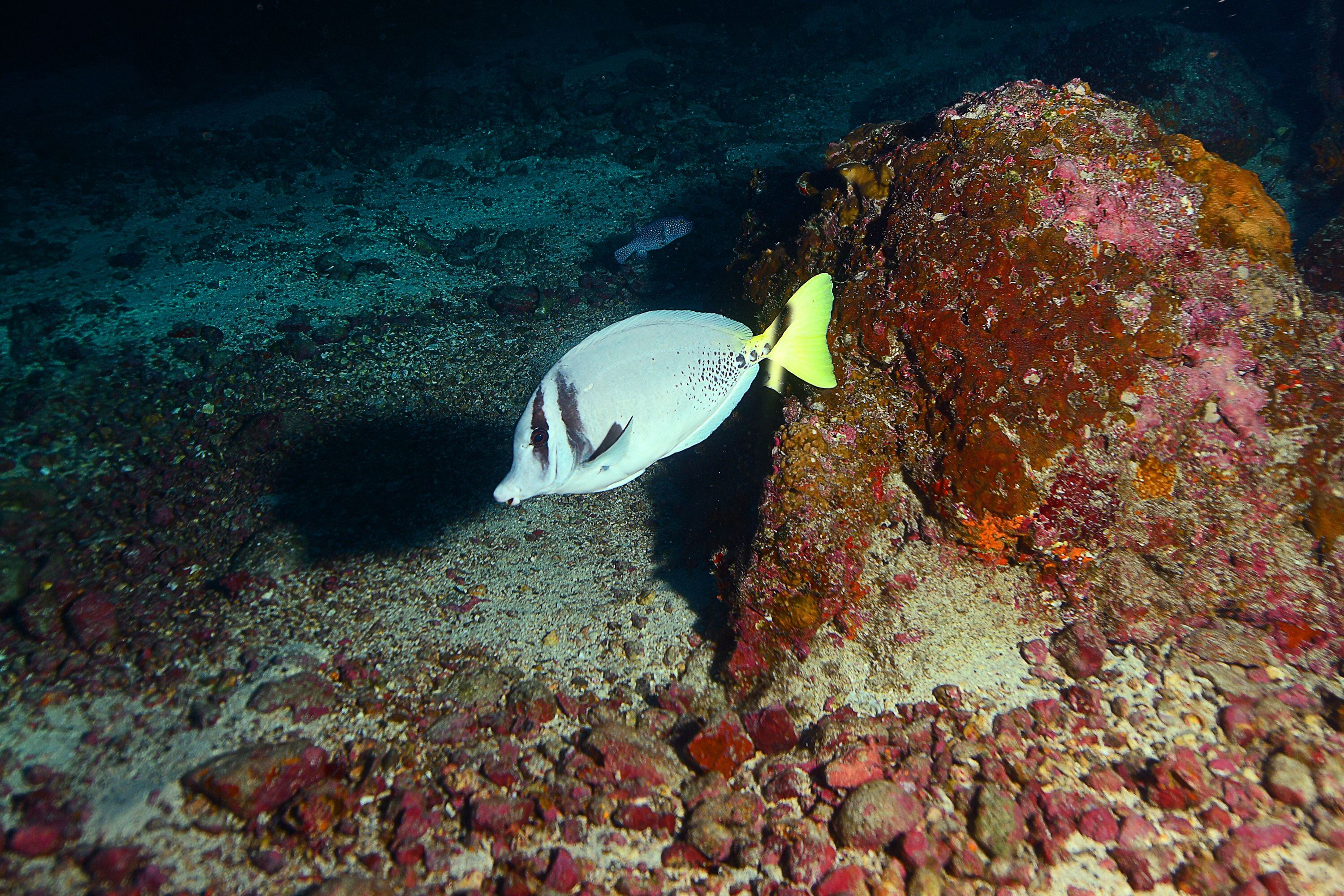 En el 2019, el Marine Conservation Institute designó a la Isla del Coco como un Refugio Global Oceánico GLORES.