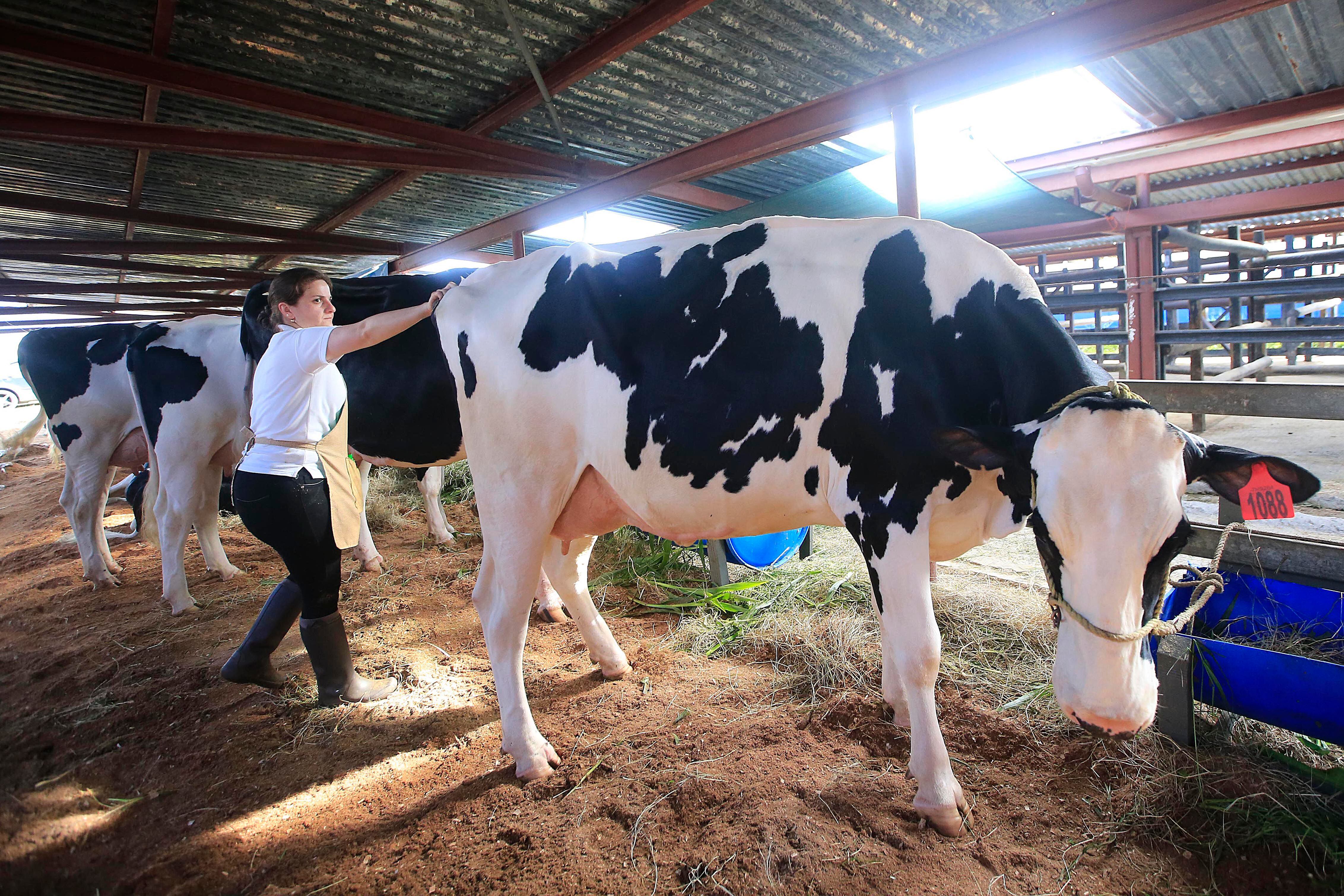 Expo Leche 2024 analizará el rumbo de la actividad láctea y exhibirá lo mejor del ganado lechero