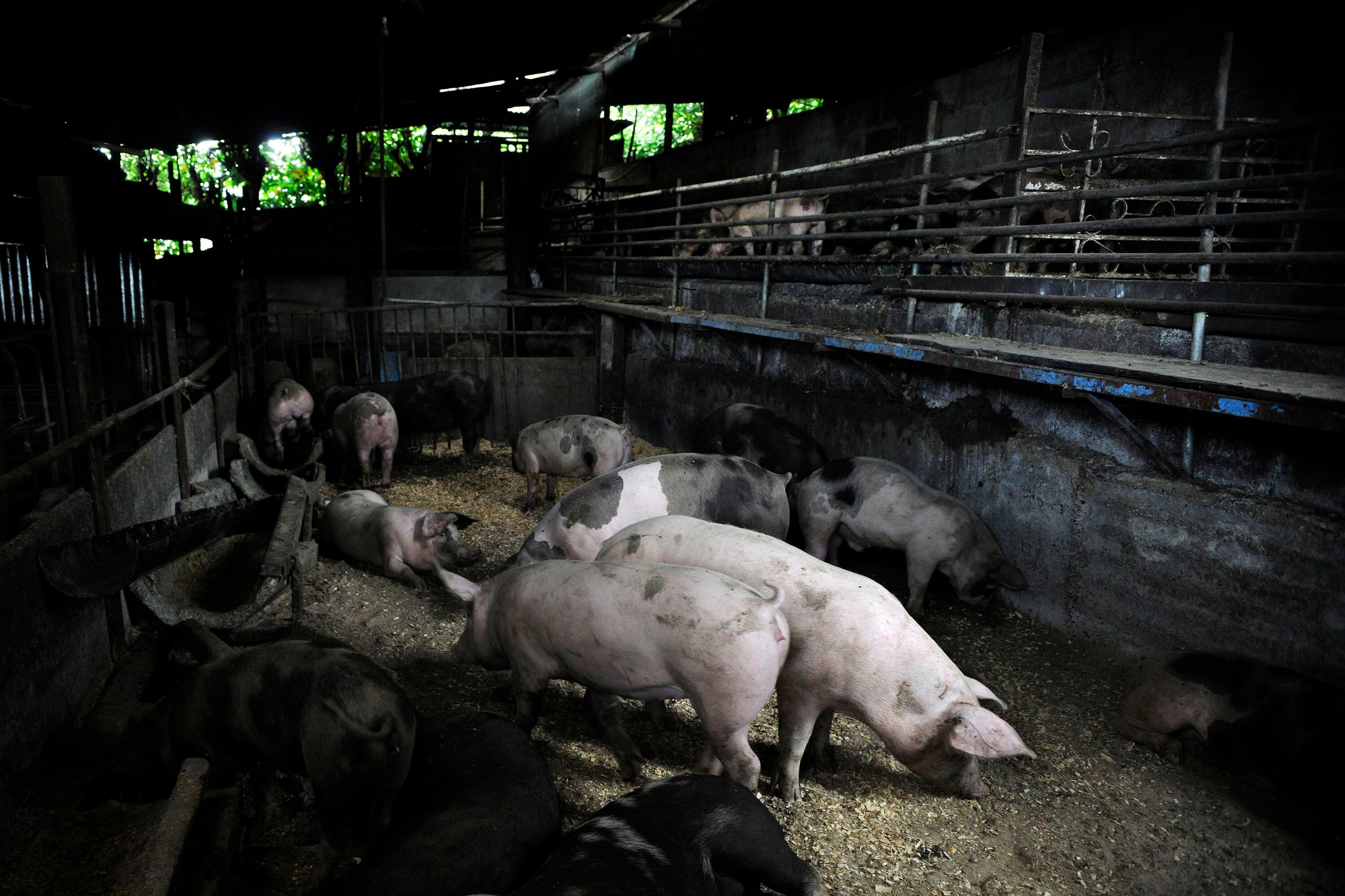 China investigará la carne de cerdo y sus subproductos que provengan de los países de la Unión Europea y se vendan por menos de lo que cuesta producirlos en sus empresas nacionales. Fotografía: Rafael Murillo.