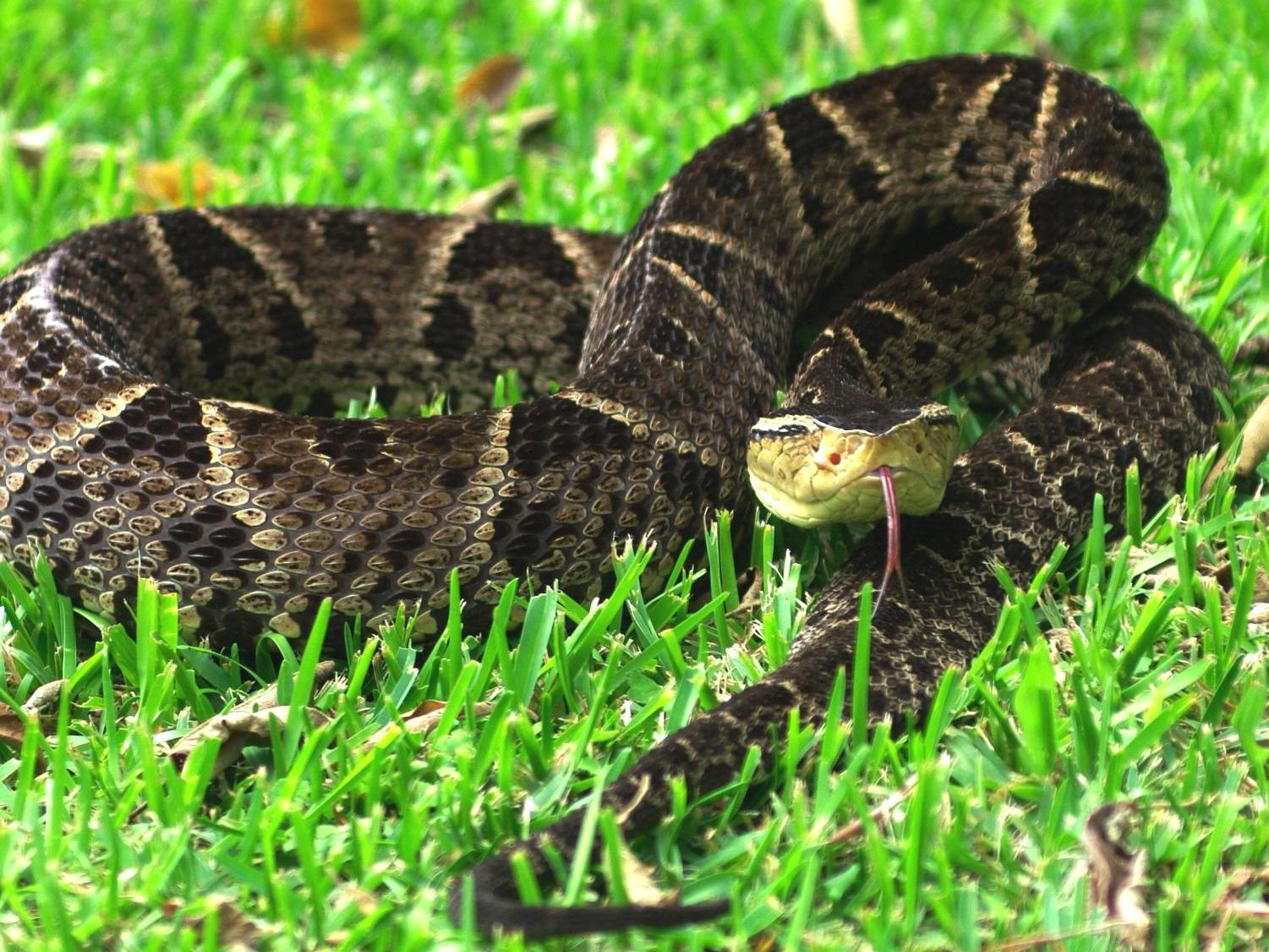 Qué hacer y qué evitar si es atacado por una serpiente