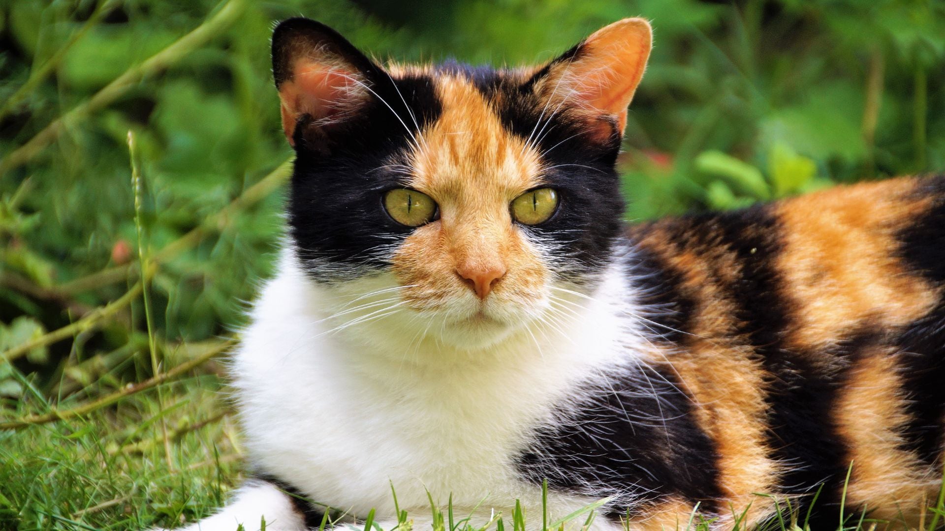 Mientras que los gatos naranjas son mayoritariamente machos, los gatos tricolores son casi exclusivamente femeninos.